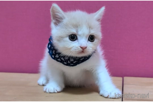 成約済の東京都のブリティッシュショートヘア-105731の2枚目